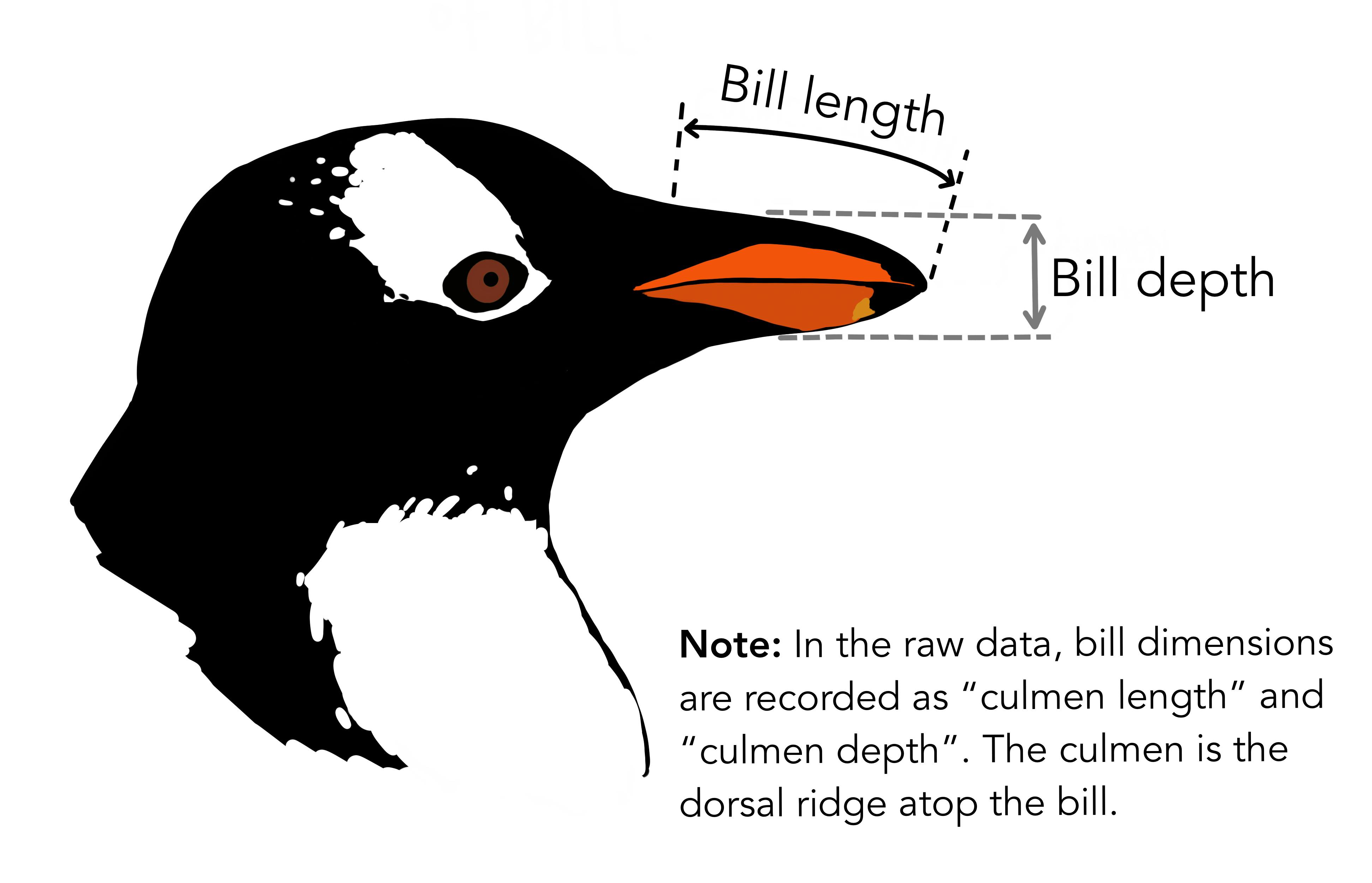 A drawn image of a penguin's head, showing where bill length and bill depth are measured.